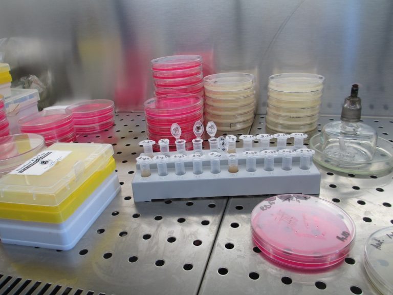 microbiological testing